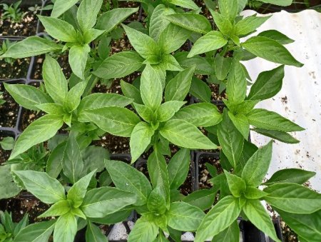 Plant Starts
